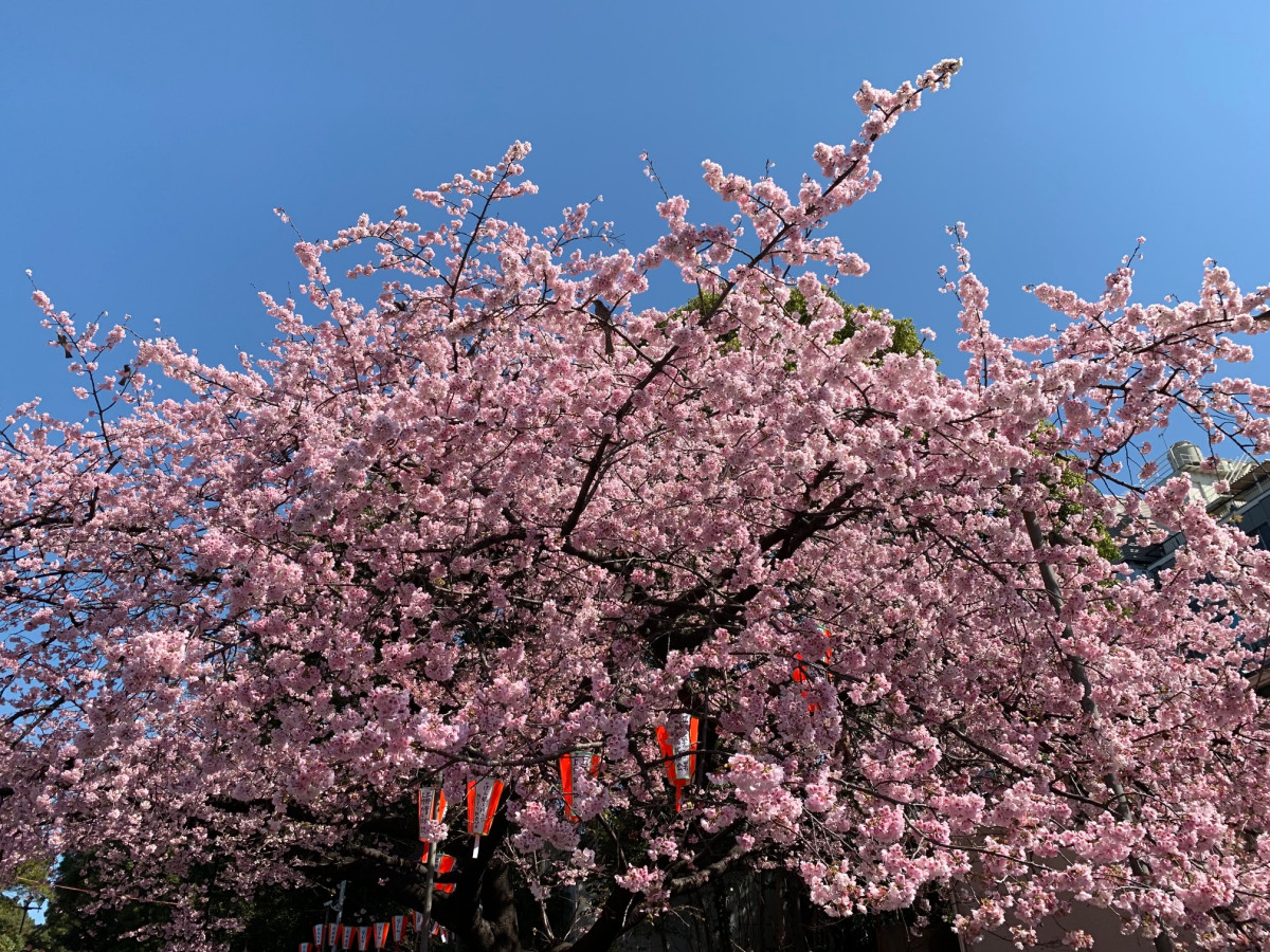 腰桜